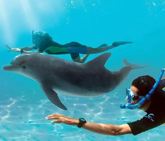 Hurghada Trip - Swimming with wild dolphins in Hurghada - Manolo Tours Egypt
