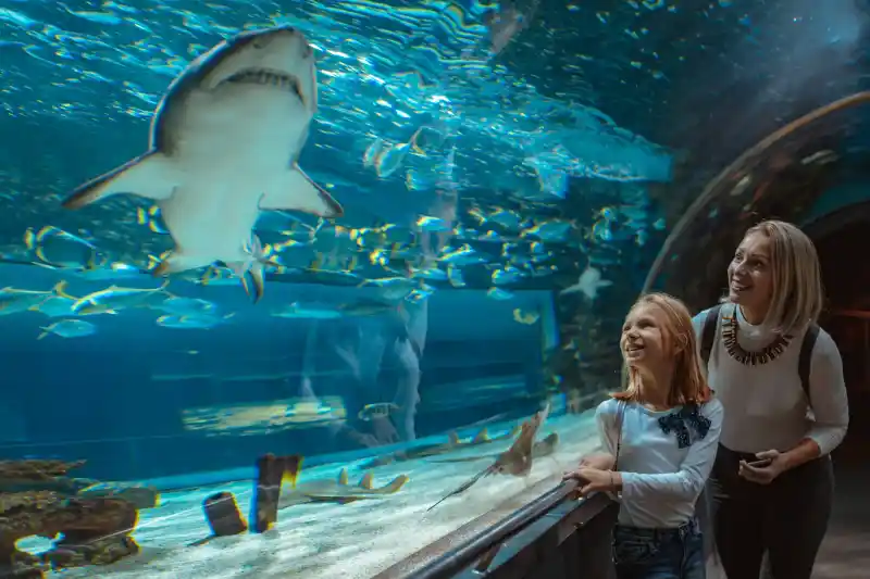 Hurghada Aquarium Trip and Shark Viewing - Manolo Tours Egypt