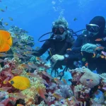 Stunning coral reef gardens in Hurghada underwater world.