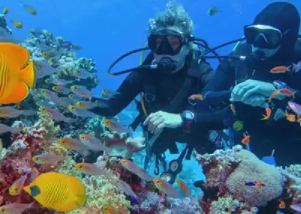 Stunning coral reef gardens in Hurghada underwater world.