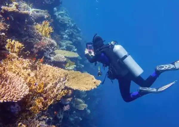 Clownfish and sea anemones at Hurghada diving sites.