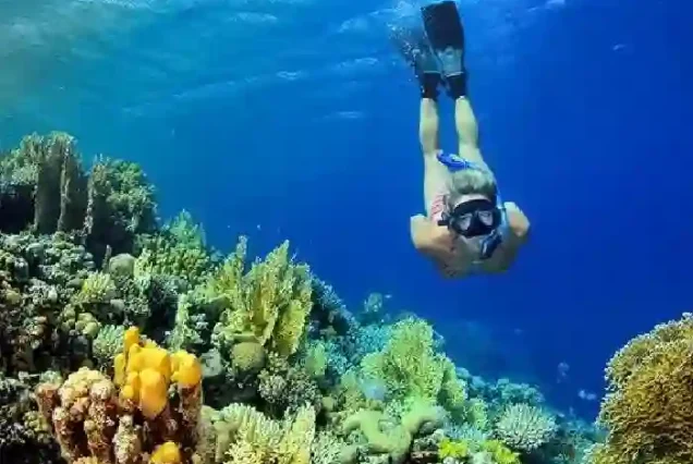 Tourists snorkeling at vibrant Red Sea coral reefs with Conquest boat.