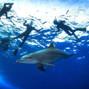 Dolphin House Hurghada