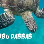 Group Trip to Abu Dabbab Marsa Alam for Turtle Snorkeling - Manolo Tours