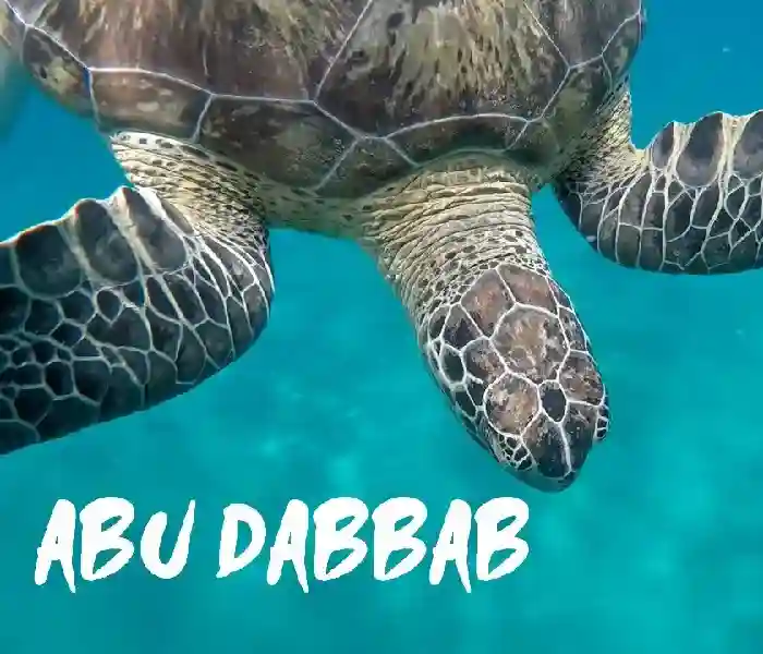 Group Trip to Abu Dabbab Marsa Alam for Turtle Snorkeling - Manolo Tours