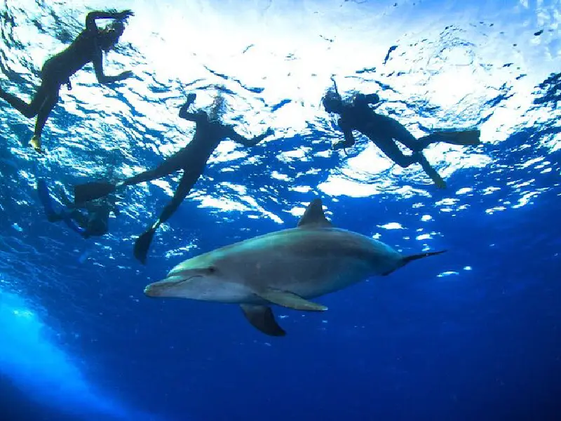 Dolphin House Hurghada Day Trip - Dolphin Watching, 2 Snorkeling Stops & Lunch with Snorkeling Guide