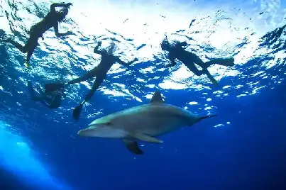 Tourists snorkeling next to wild dolphins in the crystal-clear water at Dolphin House Hurghada.