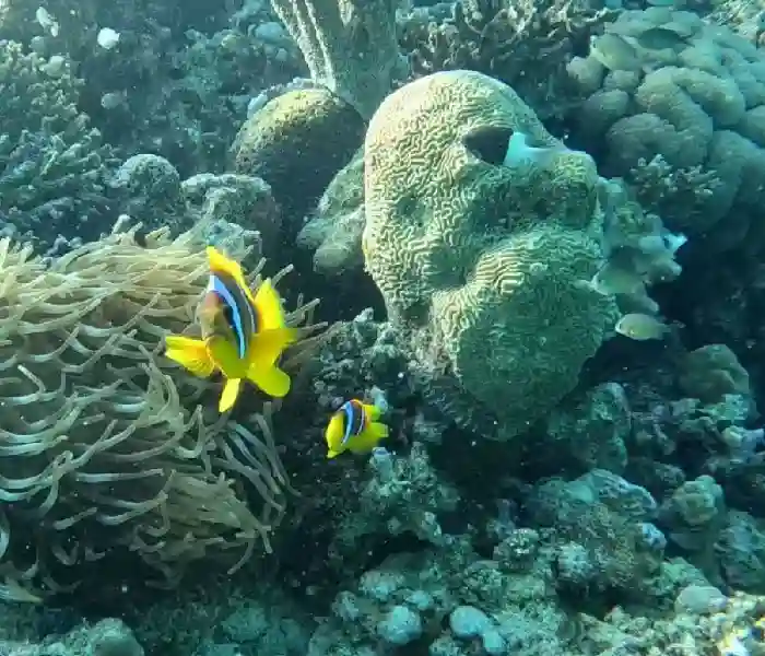 Best Snorkeling in Hurghada