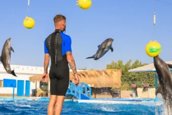 Dolphin Show Hurghada