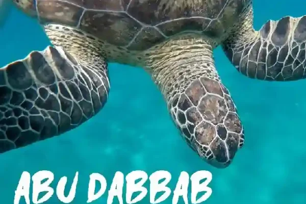Abu Dabbab snorkeling trip Marsa Alam - Sea turtles and dugongs - Manolo Tours