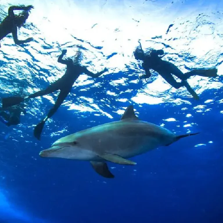 Dolphin House Hurghada Day Trip - Dolphin Watching, 2 Snorkeling Stops & Lunch with Snorkeling Guide