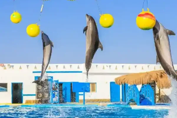 Dolphin show Hurghada - Family entertainment and animal performance - Manolo Tours