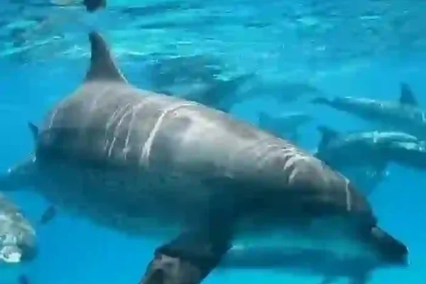 Dolphin tour Hurghada - Group boat trip & snorkeling - Manolo Tours