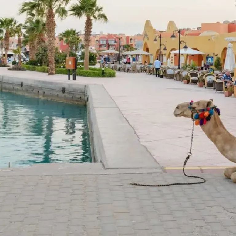 4-Hour Private Hurghada City Tour - Local Markets Shopping for Leather Bags, Perfumes, and Souvenirs with Manolo Tours